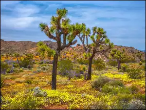 Kalifornia, Park Narodowy Joshua Tree, Wzgórza, Stany Zjednoczone, Roślinność, Drzewo Jozuego, Jukki krótkolistne
