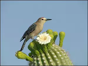 opuncja, Ptak, kaktus