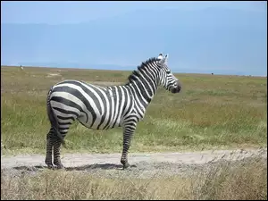 Duża, Zebra