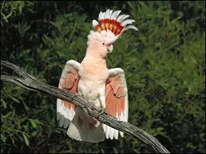 czubek, Papuga, kakadu