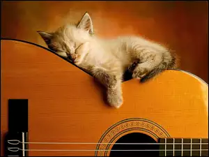 Kotek, Gitarze, Śpiący, Na