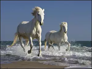 Konie, Kłus, Fale, Plaża