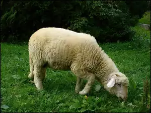 Owca, Trawa