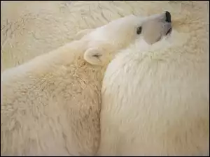 Niedźwiedzie, białe
