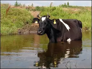 Krowa, Woda