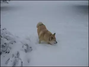 Norsk Buhund, zima