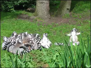 Trawa, Gromada, Lemurów