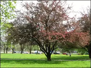 Kwitnące, Drzewo