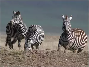 Zebra, trawa