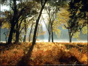 Paprocie, Las, Przechodzące Światło Jesień