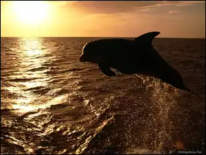 Delfin, Zachód Słońca, Morze