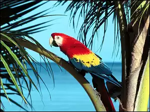 Papuga, Palmy, Ara, Liście