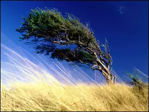 Drzewo na wietrze