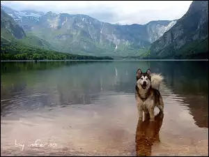 Siberian Husky, Woda, Góry