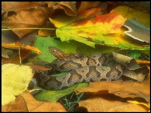 jesień, Wąż, liście