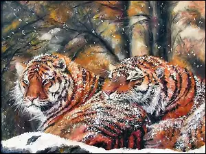Tygrysy, Zimą