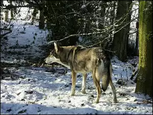 śnieg, Saarlooswolfhond, las