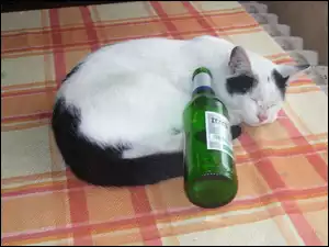 Kot, piwo Lech