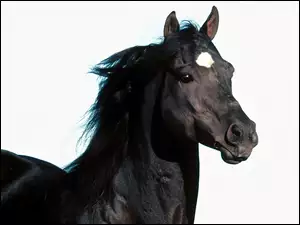 Czarny Koń