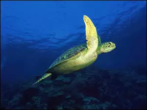 Żółw, Morski