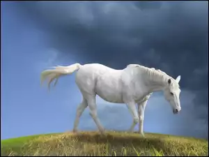 Chmury, Biały, Koń