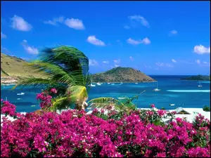 Saint Martin, Morze, Wyspa, Kwiaty