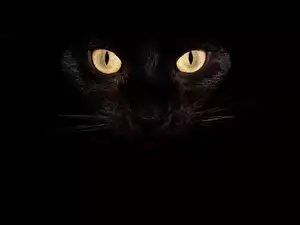 Oczy, Kot, Pyszczek