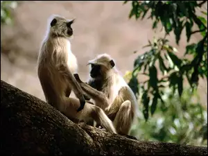 Małpki, Drzewo