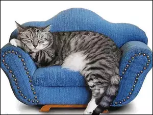 Fotel, Duży, Kot