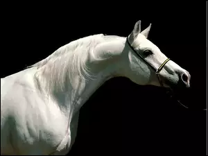 Koń, portret, biały, uzda