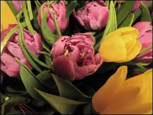 Tulipany, Różowe, Żółte