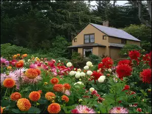 Kwiatki, Las, Ogród, Domek, Różne