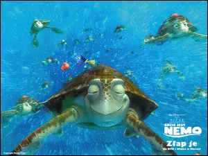 Gdzie Jest Nemo, żółwie, morskie