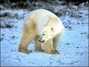 Futro, Niedźwiedź, Polarny