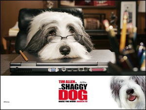 biuro, The Shaggy Dog, okulary, pies, komputer