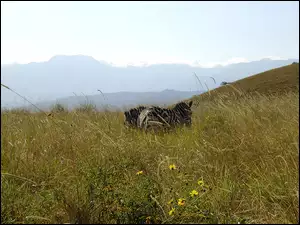 góry, Zebra, trawy