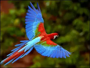 Papuga, skrzydła, ara, niebieska