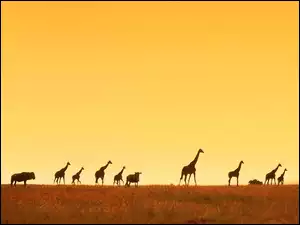 Żyrafy, Sawanna