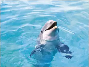 Woda, Delfin, Błękitna