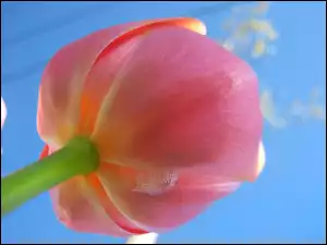 Różowy, Tulipan