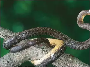 Wąż, Konar