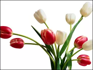 Tulipany, Białe, Czerwone