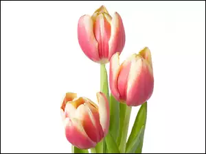 Tulipany, Trzy, Różowe