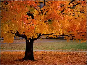żółte Liście, Jesień, Drzewo