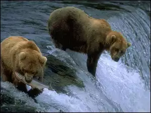 Łososie, Niedźwiedzie, Uczta
