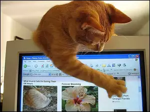Komputerze, Kot, Przy