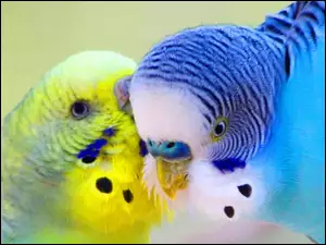 Dwie, Faliste, Kolorowe, Papugi