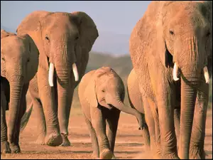 słoniątko, słonie, kły