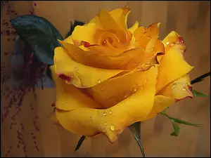 Krople, Żółta, Róża