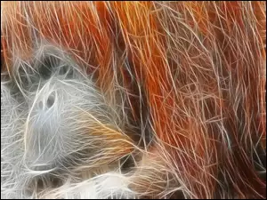 Grafika, Rudy, Orangutan